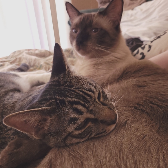 â ď¸ ALLERGY ALERT! â ď¸ - Picture 5 of 8